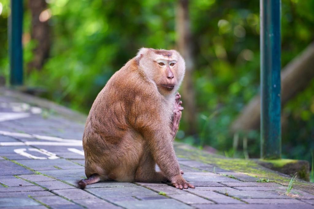 Chinotel Phuket Zewnętrze zdjęcie